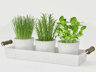 Indoor Decorative Fresh Green Potted Plants in White Wooden Tray with Handles 3d model