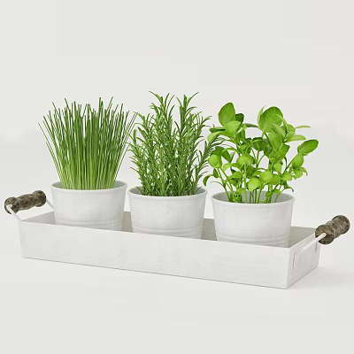 Indoor Decorative Fresh Green Potted Plants in White Wooden Tray with Handles 3d model