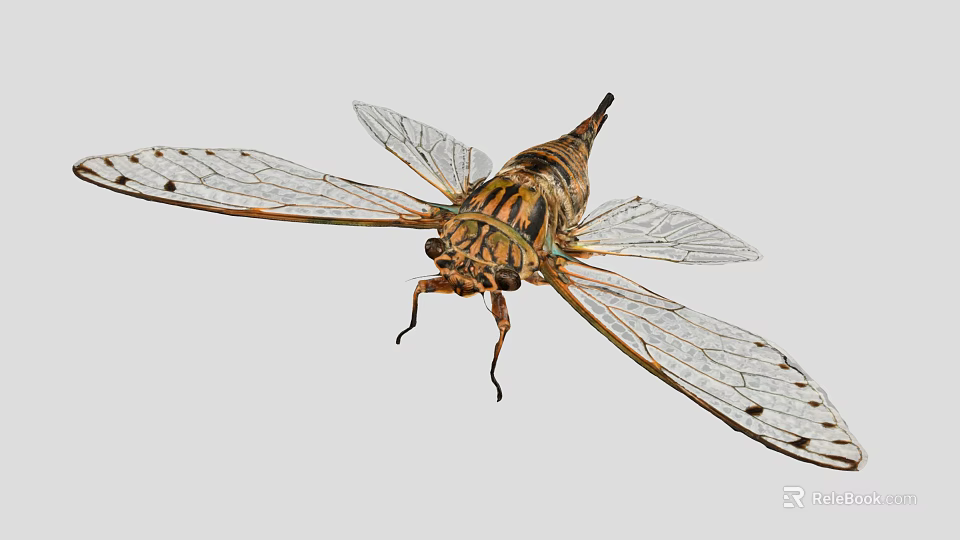Cicada With Transparent Spotted Wings And Striped Body On Gray Background 3d model 