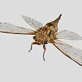 Cicada With Transparent Spotted Wings And Striped Body On Gray Background