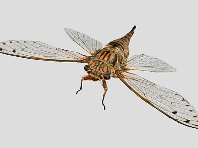 Cicada With Transparent Spotted Wings And Striped Body On Gray Background 3d model
