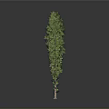 Tall Upright Green Arbor With Dense Foliage And Brown Trunk On Gray Background
