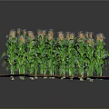 Thriving Young Green Corn Plants Growing In Square Agricultural Soil Bed