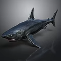 Realistic Silver Shark With Open Mouth And Sharp Teeth On Dark Background
