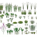 Various Types of Garden Flowers and Plants With Different Leaf Shapes and Colors