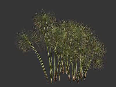 Graceful Green Plants With Long Slender Stems And Feathery Leaves On Dark Background 3d model