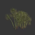 Graceful Green Plants With Long Slender Stems And Feathery Leaves On Dark Background