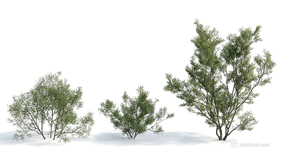 Three Green Arbor Trees with Varying Sizes and Lush Foliage on White Background 3d model 