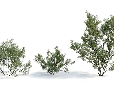 Three Green Arbor Trees with Varying Sizes and Lush Foliage on White Background 3d model