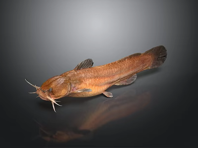 Brown Catfish With Prominent Whiskers And Clear Reflection On Dark Background 3d model