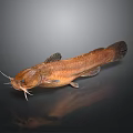 Brown Catfish With Prominent Whiskers And Clear Reflection On Dark Background