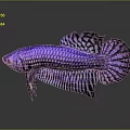 Vibrant Purple And Black Betta Fish With Gorgeous Fins And Scales