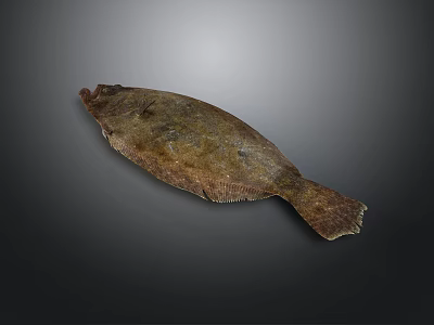 Whole Fresh Flounder Fish With Grayish Brown Body Texture Isolated On Dark Background 3d model