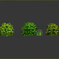 Three Green Spherical Plants Against Gray Background With Reflections And Small Grass Beside Middle One