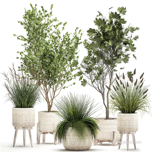 Various Types Of Bonsai Potted Plants With Green Foliage In Wicker Pots For Indoor Decoration 3d model 