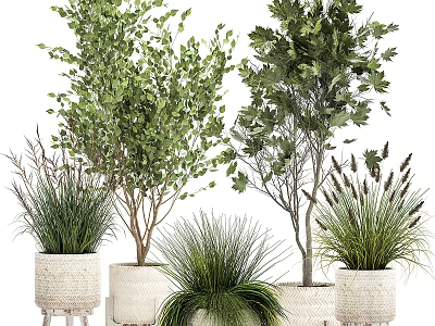 Various Types Of Bonsai Potted Plants With Green Foliage In Wicker Pots For Indoor Decoration 3d model