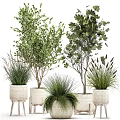 Various Types Of Bonsai Potted Plants With Green Foliage In Wicker Pots For Indoor Decoration