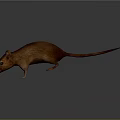 Cartoon Mouse Animated Mouse Grey Mouse Anime Mouse Cartoon Character 3d model