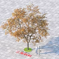 Trident Maple Arbor With Yellow Leaves On Gray Tiled Ground And Green Circular Base