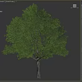 Lush Green Tree With Tall Trunk And Dense Canopy Foliage