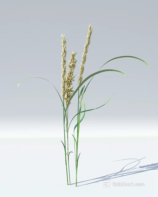 Green Grass Plant With Long Stems Curved Leaves And Yellow Spikes In Garden 3d model 