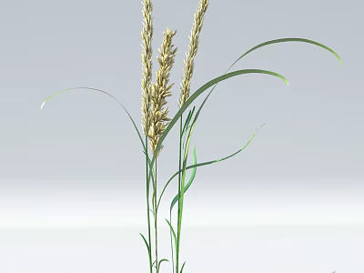 Green Grass Plant With Long Stems Curved Leaves And Yellow Spikes In Garden 3d model