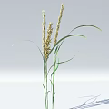 Green Grass Plant With Long Stems Curved Leaves And Yellow Spikes In Garden