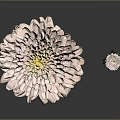 Two Pink Chrysanthemum Flowers Large and Small with Soft Layered Petals on Green Stems Leaves