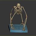 Animal Skeleton Educational Anatomical Model With Detailed Bone Structure And Blue Base 3d model