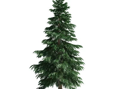 Evergreen Arbor With Tall Straight Trunk And Lush Green Foliage 3d model
