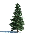 Evergreen Arbor With Tall Straight Trunk And Lush Green Foliage