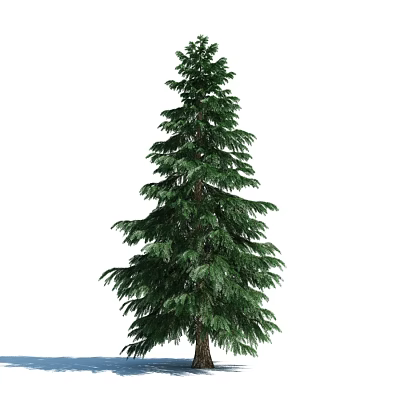 Evergreen Arbor With Tall Straight Trunk And Lush Green Foliage 3d model