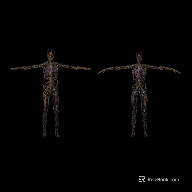 Human Organ System Anatomical Models Front Back Views with Detailed Vascular Structures 3d model