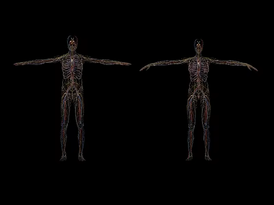 Human Organ System Anatomical Models Front Back Views with Detailed Vascular Structures 3d model