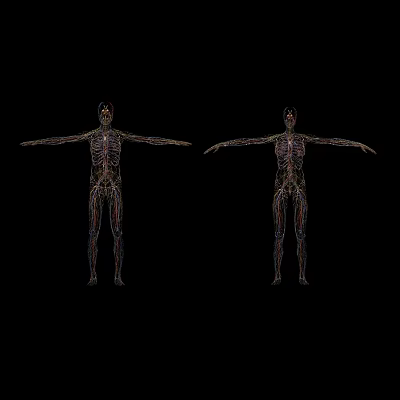 Human Organ System Anatomical Models Front Back Views with Detailed Vascular Structures 3d model