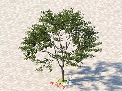 Tall Tree With Green Leaves Standing On Paved Ground And People Nearby 3d model