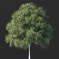 Tall Arbor Tree With Lush Green Foliage And Strong Trunk In Natural Landscape