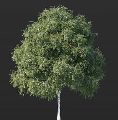 Tall Arbor Tree With Lush Green Foliage And Strong Trunk In Natural Landscape 3d model