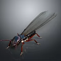 Winged Termite With Dark Body Red Legs And Transparent Wings On Dark Background