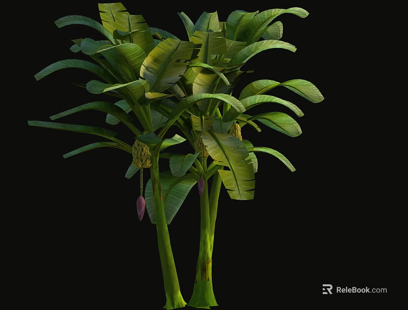 Tropical Banana Tree with Large Green Leaves and Tall Green Stems 3d model 