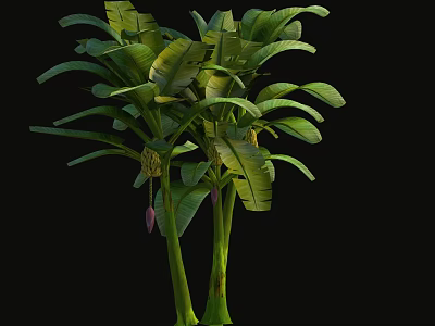 Tropical Banana Tree with Large Green Leaves and Tall Green Stems 3d model