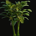 Tropical Banana Tree with Large Green Leaves and Tall Green Stems