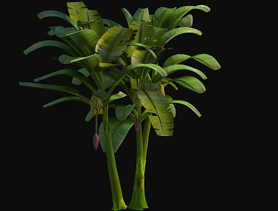 Modern Plantain Tree Plantain Tree Garden 3d model Modern Plantain Tree Plantain Tree Garden 3d model