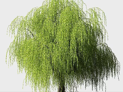 Elegant Garden Ornament With Weeping Willow Green Foliage And Hanging Branches 3d model
