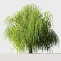 Elegant Garden Ornament With Weeping Willow Green Foliage And Hanging Branches