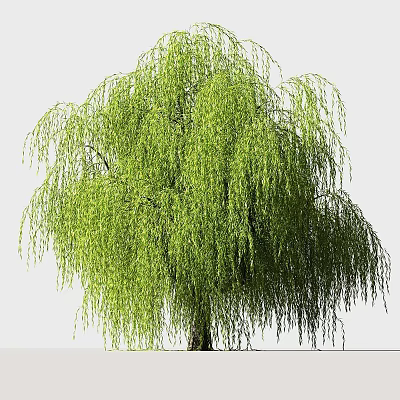 Elegant Garden Ornament With Weeping Willow Green Foliage And Hanging Branches 3d model