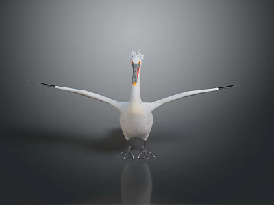 White Pelican with Spread Wings and Crested Head Standing On Smooth Surface Gray Gradient Background 3d model