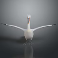White Pelican with Spread Wings and Crested Head Standing On Smooth Surface Gray Gradient Background 3d model