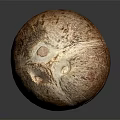 Fresh Whole Coconut Fruit with Natural Brown Husk and Smooth Surface