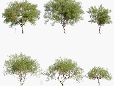 Various Arbor Tree Forms With Lush Green Foliage And Diverse Canopy Shapes 3d model